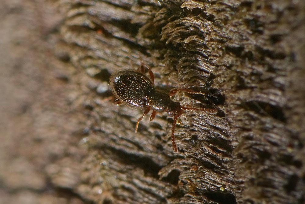 Minuscolo Scydmaenidae